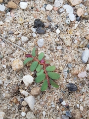 Euphorbia glyptosperma