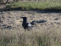 Corvus tasmanicus