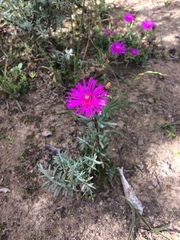 Lampranthus spectabilis