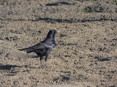 Corvus tasmanicus