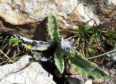 Berkheya francisci