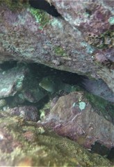Canthigaster punctatissima