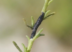 Asteromyia gutierreziae