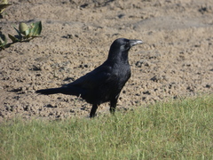 Corvus tasmanicus