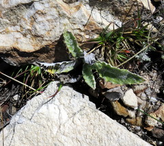 Berkheya francisci