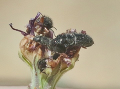Asydates grandiceps