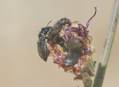 Asydates grandiceps