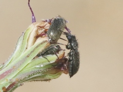 Asydates grandiceps
