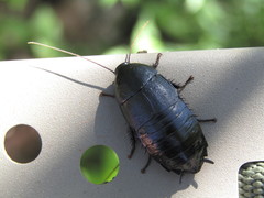 Nyctibora tetrasticta