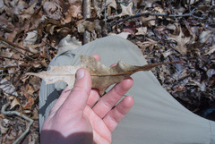 Quercus × columnaris