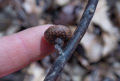 Quercus × columnaris