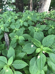 Impatiens parviflora