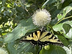 Papilio canadensis × glaucus