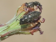 Asydates grandiceps