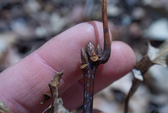 Quercus × columnaris