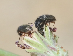 Asydates grandiceps