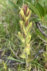 Castilleja cryptantha