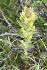 Castilleja cryptantha