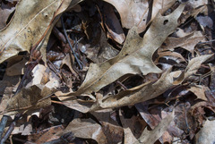 Quercus × columnaris