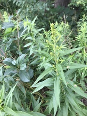 Solidago