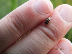 Agroiconota bivittata