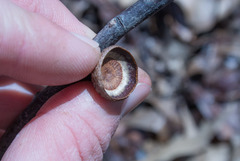 Quercus × columnaris