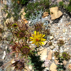Berkheya cruciata cruciata