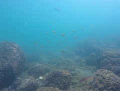 Haemulon scudderii