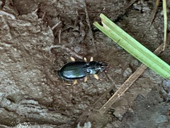 Patrobus longicornis