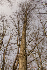 Quercus × columnaris