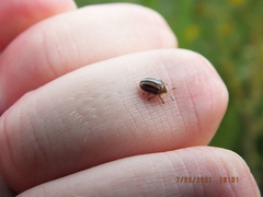 Agroiconota bivittata