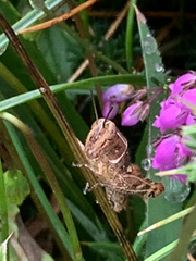 Calliptamus italicus
