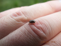 Agroiconota bivittata