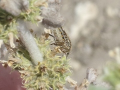 Agonoscelis puberula