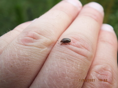 Agroiconota bivittata