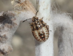 Agonoscelis puberula