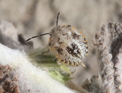 Agonoscelis puberula