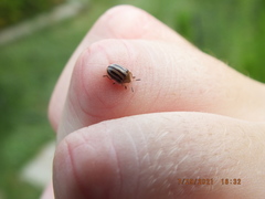 Agroiconota bivittata