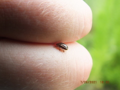 Agroiconota bivittata