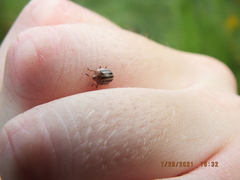 Agroiconota bivittata