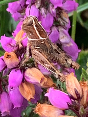 Calliptamus italicus