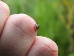 Agroiconota bivittata