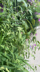 Chasmanthium latifolium