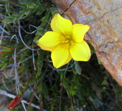 Linum thunbergii