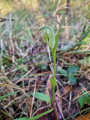 Pterostylis alpina