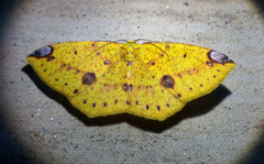 Periclina