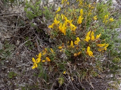 Genista corsica
