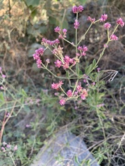 Alternanthera porrigens