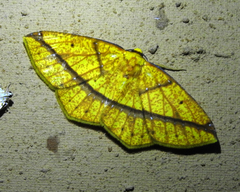 Periclina