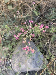 Alternanthera porrigens